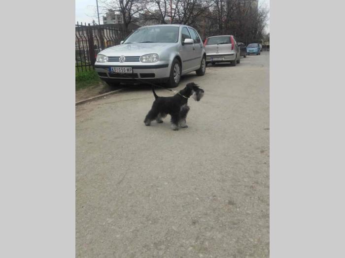 patuljasti šnauceri štenci besplatni mali oglasi
