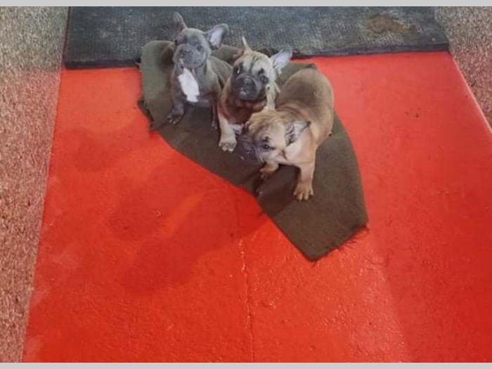 francuski buldog štenci besplatni mali oglasi