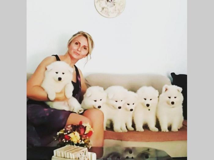 sibirski samojed štenci besplatni mali oglasi