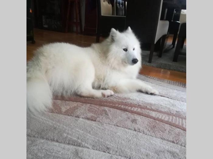 sibirski samojed štenci besplatni mali oglasi