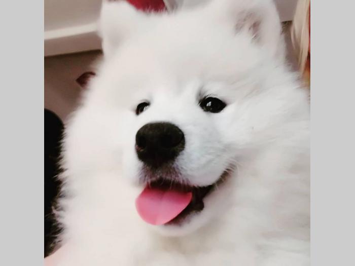 sibirski samojed štenci besplatni mali oglasi