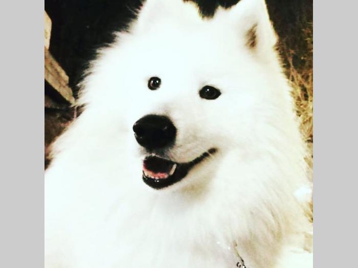 sibirski samojed štenci besplatni mali oglasi