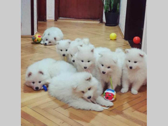 sibirski samojed štenci besplatni mali oglasi