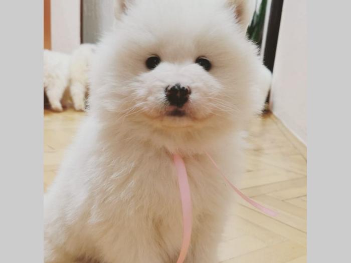 sibirski samojed štenci besplatni mali oglasi