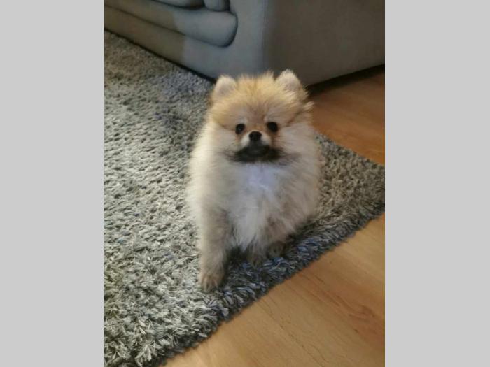 pomeranci boo besplatni mali oglasi