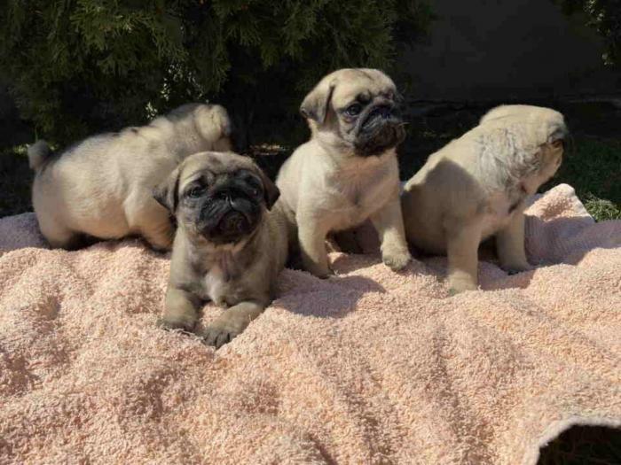 mops štenci besplatni mali oglasi