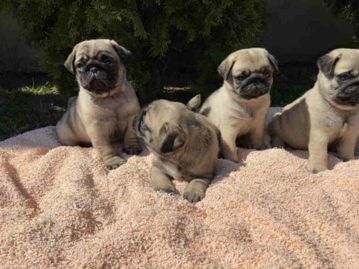 mops štenci besplatni mali oglasi