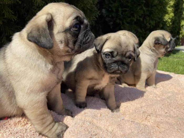 mops štenci besplatni mali oglasi