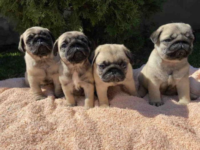 mops štenci besplatni mali oglasi