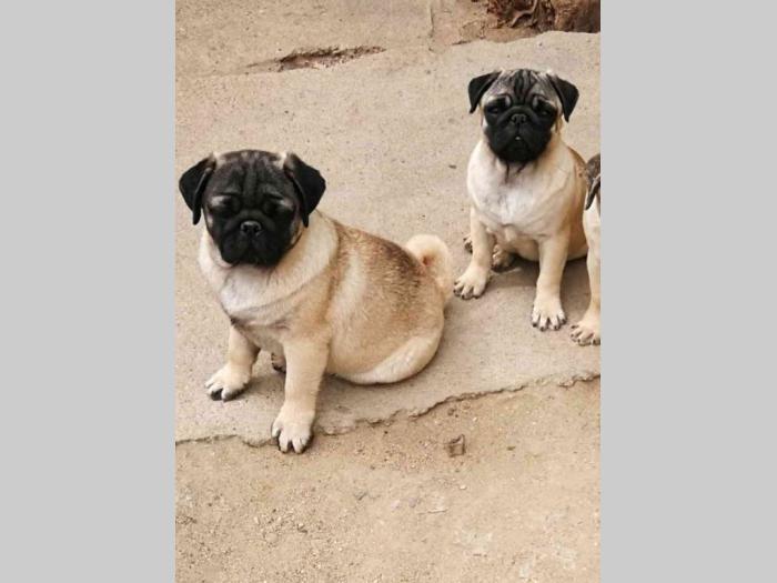 mops štenci besplatni mali oglasi