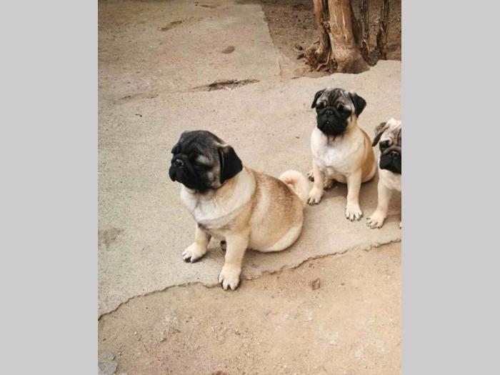 mops štenci besplatni mali oglasi