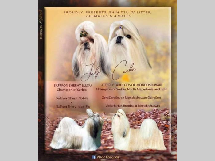 shih tzu štenci besplatni mali oglasi