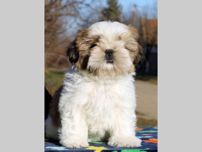shih tzu štenci besplatni mali oglasi