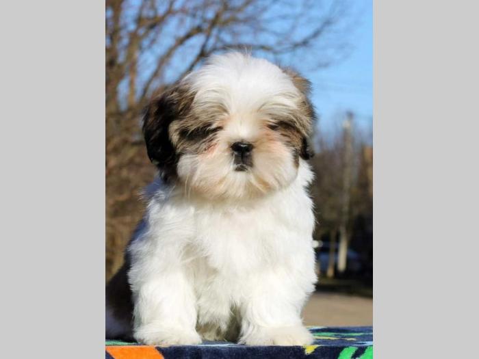 shih tzu štenci besplatni mali oglasi