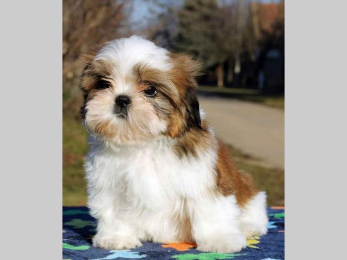 shih tzu štenci besplatni mali oglasi