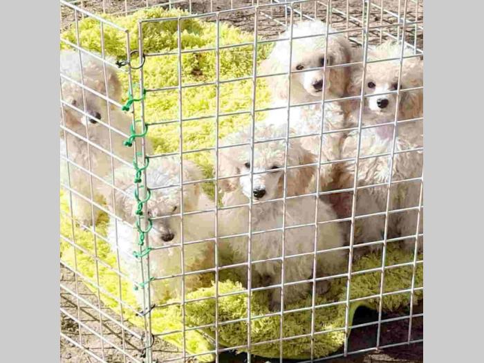 pudla bele patuljaste dva legla besplatni mali oglasi