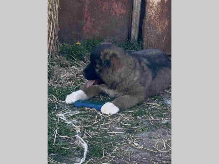 kavkasni ovčar žensko štene besplatni mali oglasi