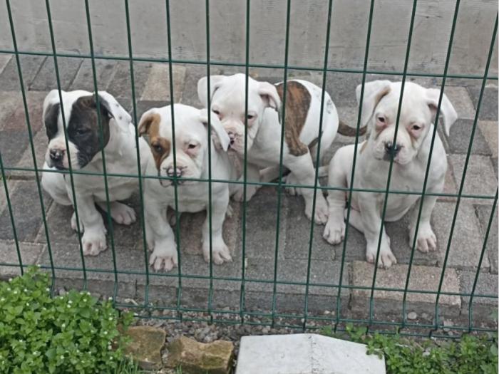 američki buldog besplatni mali oglasi