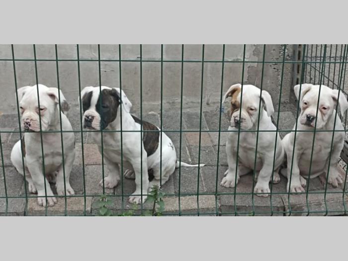 američki buldog besplatni mali oglasi