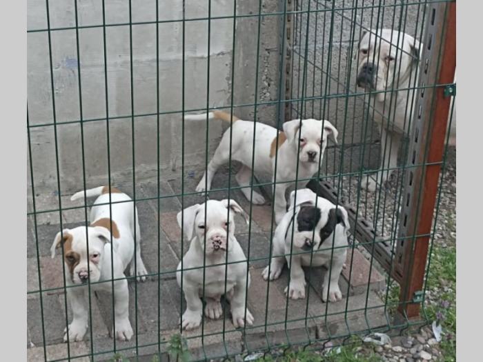 američki buldog besplatni mali oglasi