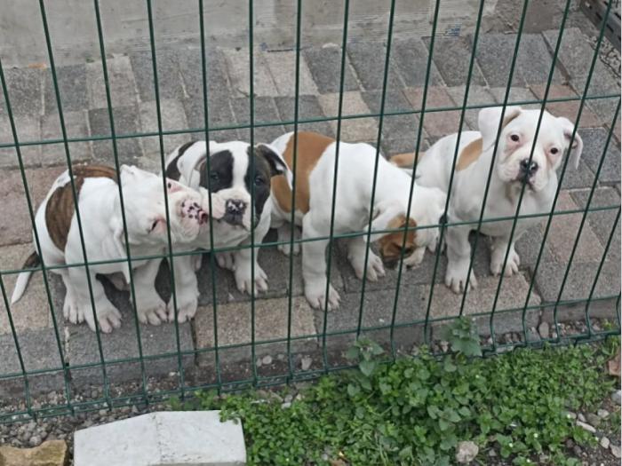 američki buldog besplatni mali oglasi