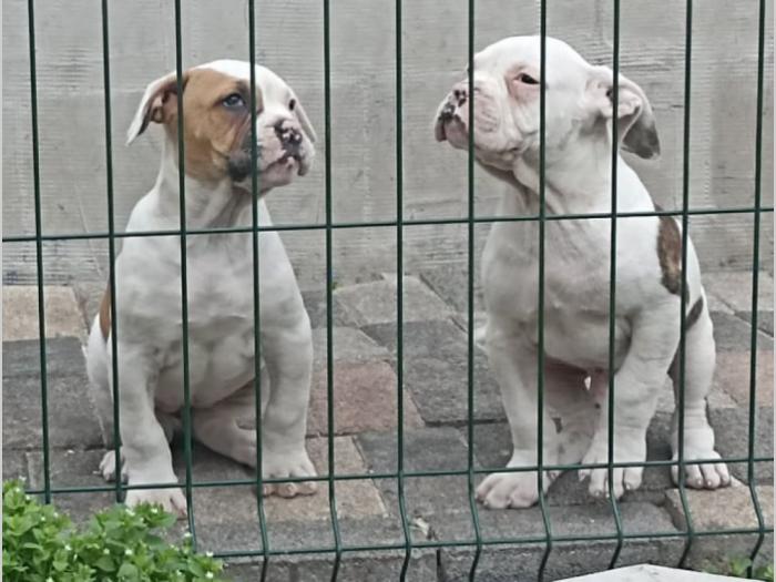 američki buldog besplatni mali oglasi