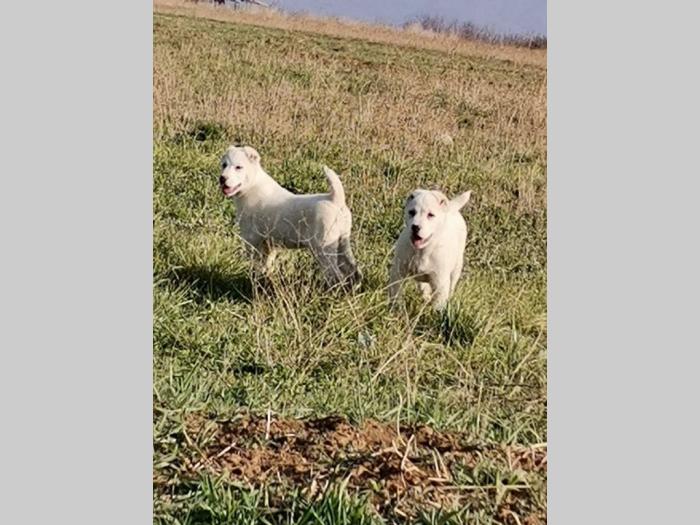 srednjeazijski ovčar azijat besplatni mali oglasi