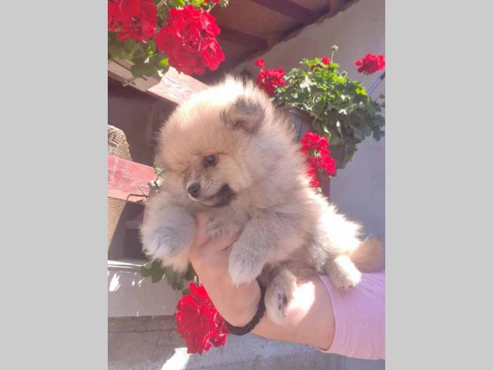 pomeranac boo štenci besplatni mali oglasi