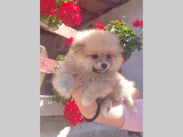 pomeranac boo štenci besplatni mali oglasi