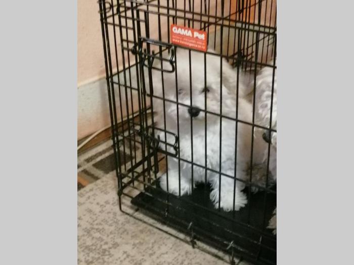 kovrdžavi bišon štenci besplatni mali oglasi