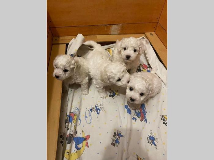 kovrdžavi bišon štenci besplatni mali oglasi