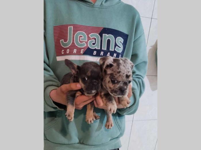 fnacuski buldog štenci besplatni mali oglasi