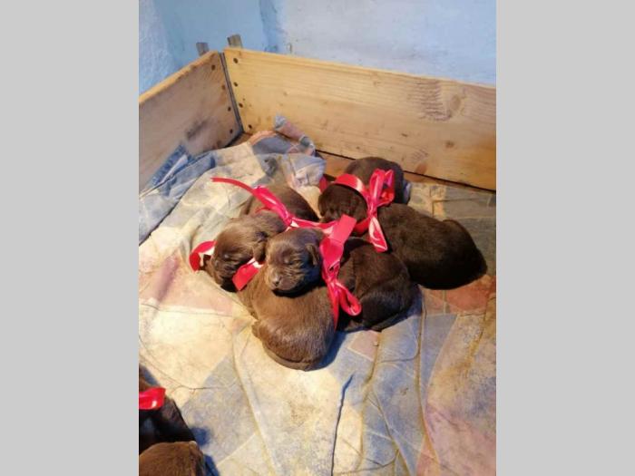 labradori dostupni za rezervaciju besplatni mali oglasi