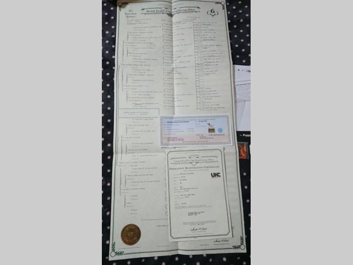 beli švajcarski ovčari besplatni mali oglasi