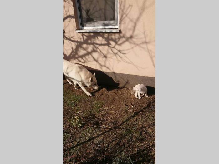 beli švajcarski ovčari besplatni mali oglasi