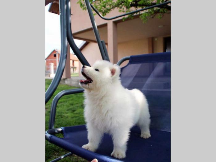 samojed štenci besplatni mali oglasi