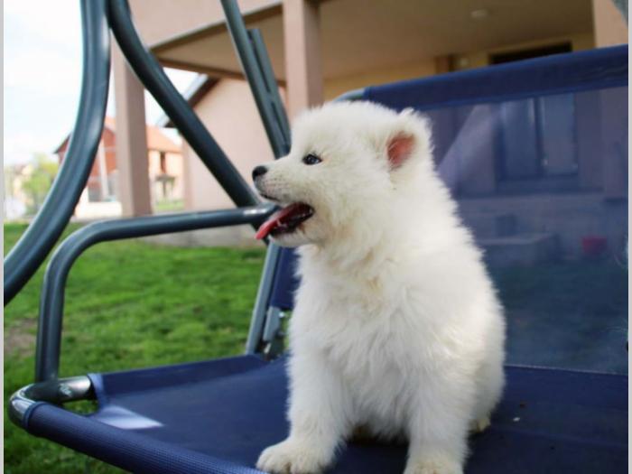 samojed štenci besplatni mali oglasi