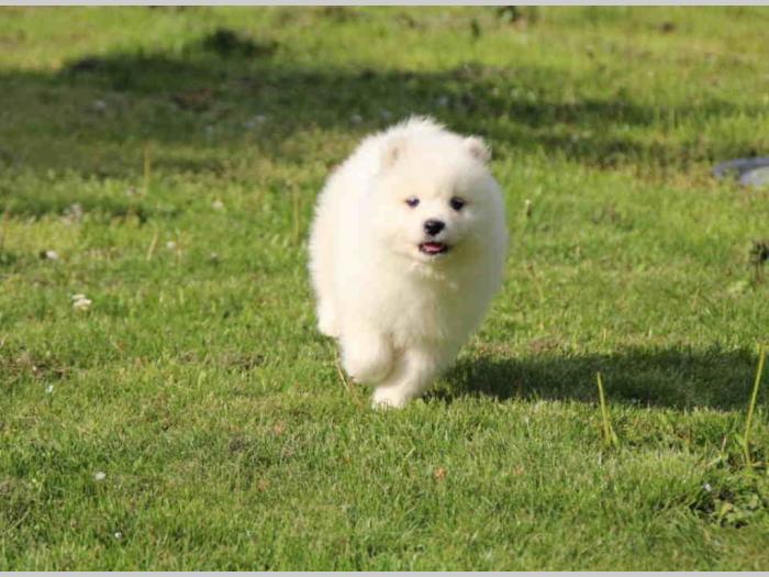samojed štenci besplatni mali oglasi
