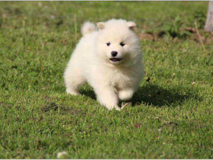 samojed štenci besplatni mali oglasi