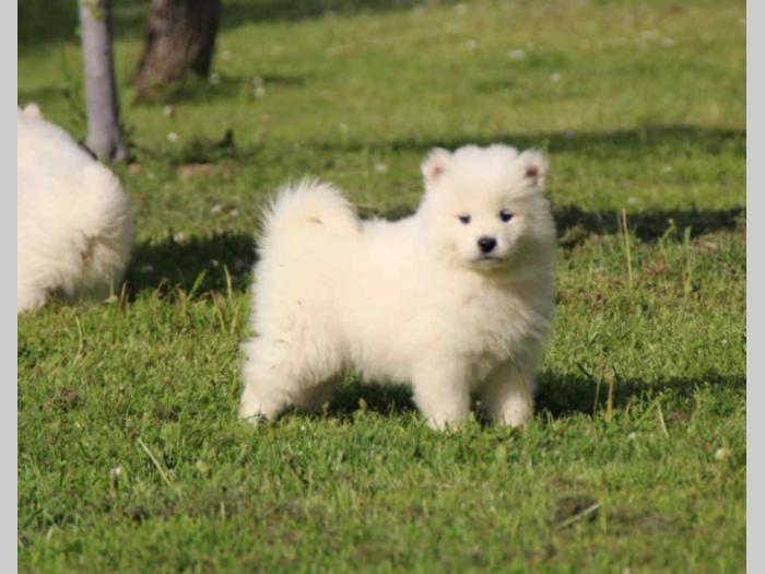samojed štenci besplatni mali oglasi