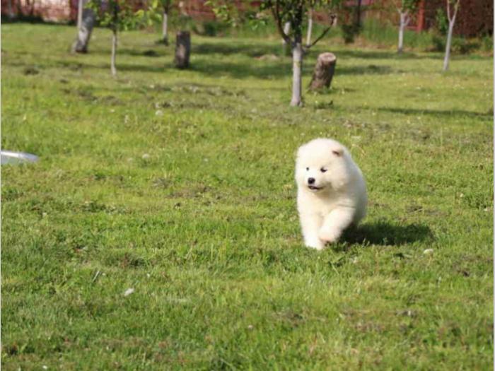 samojed štenci besplatni mali oglasi