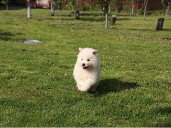 samojed štenci besplatni mali oglasi