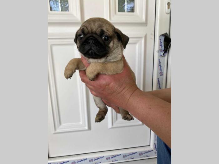 mops štenci besplatni mali oglasi