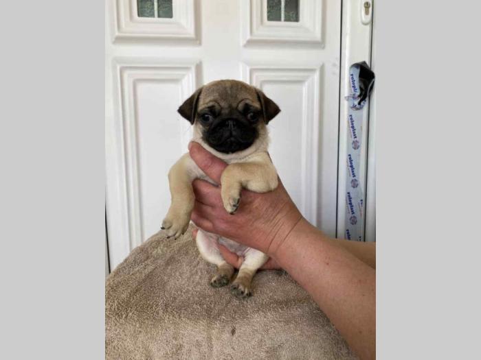 mops štenci besplatni mali oglasi