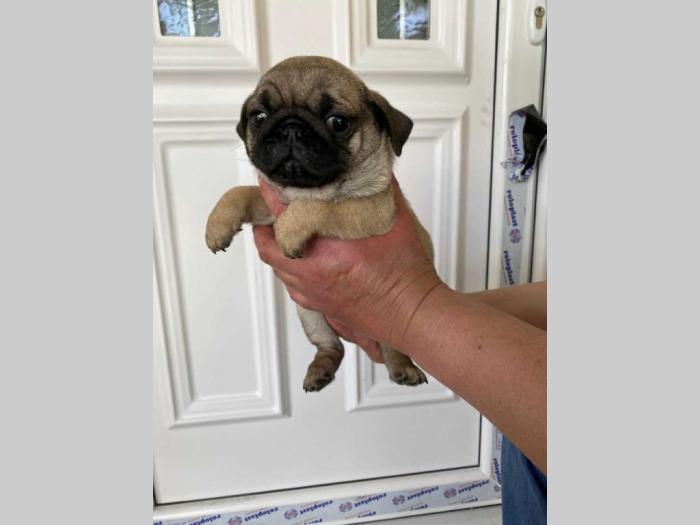 mops štenci besplatni mali oglasi