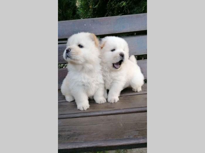 chow chow stenci besplatni mali oglasi