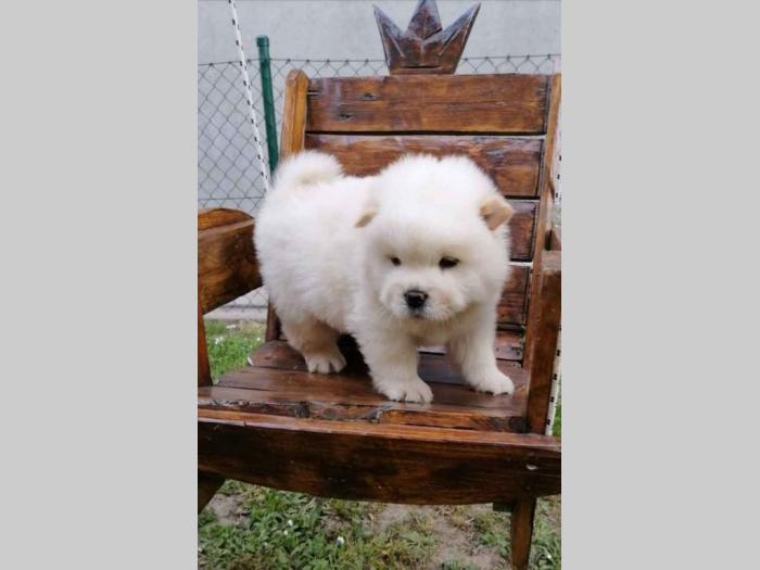 chow chow stenci besplatni mali oglasi