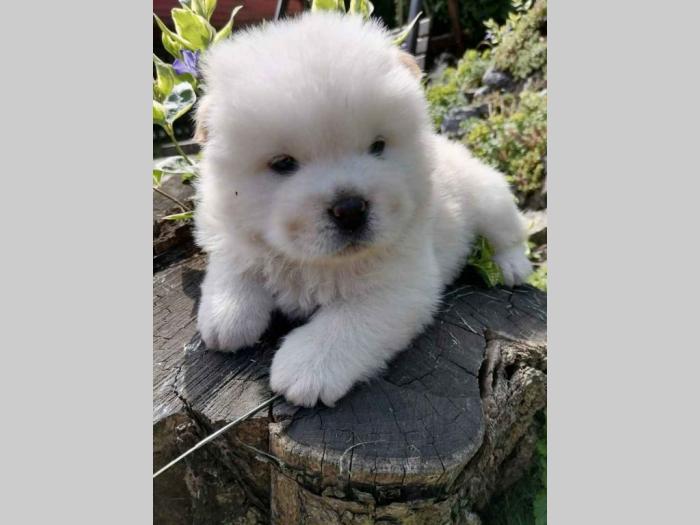 chow chow stenci besplatni mali oglasi