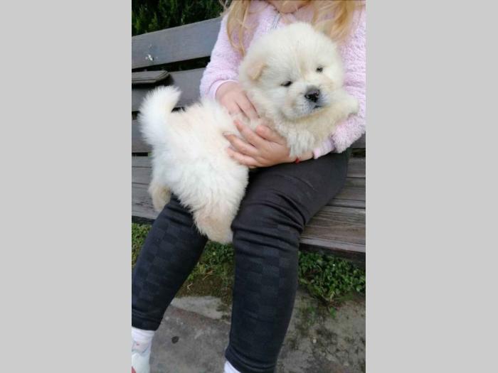 chow chow stenci besplatni mali oglasi
