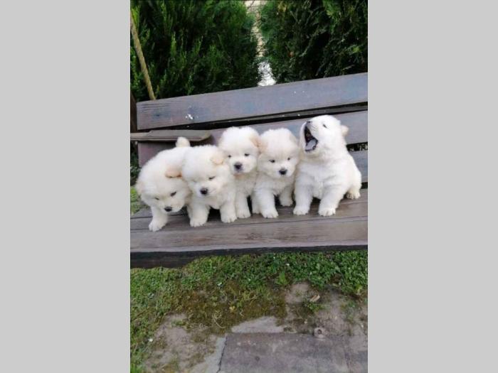 chow chow stenci besplatni mali oglasi